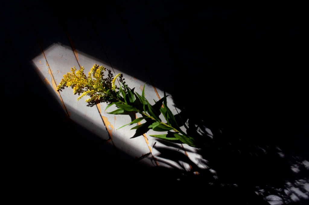 A stem of golden rod lies in a beam of light on a wooden floor that is otherwise obscured by shadow.